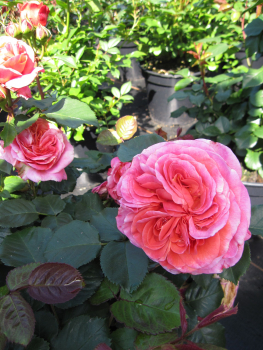 Preview: Rosa Mary Ann2